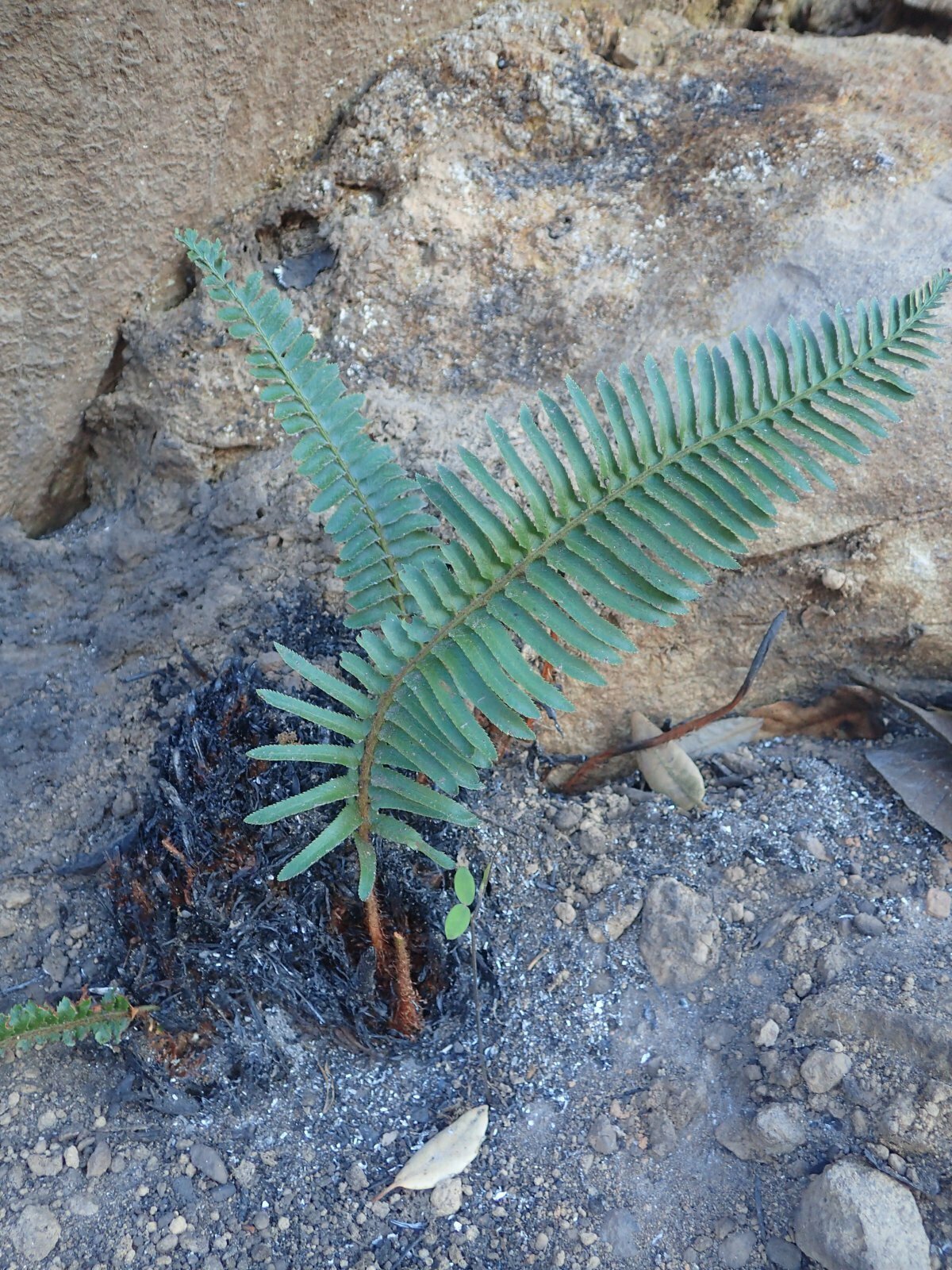 High Resolution Polystichum imbricans Fire recovery